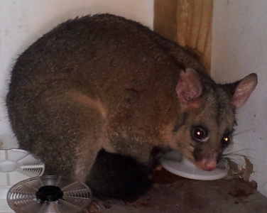 possum picture